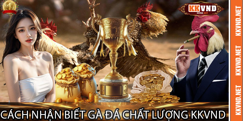 Cách Nhận Biết Gà Đá Chất Lượng KKVND